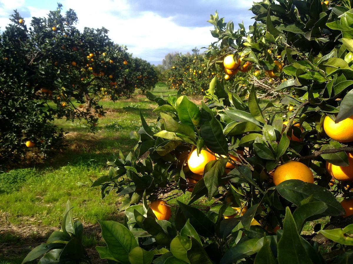 Su Canonigu Agriresort Tortolì Εξωτερικό φωτογραφία